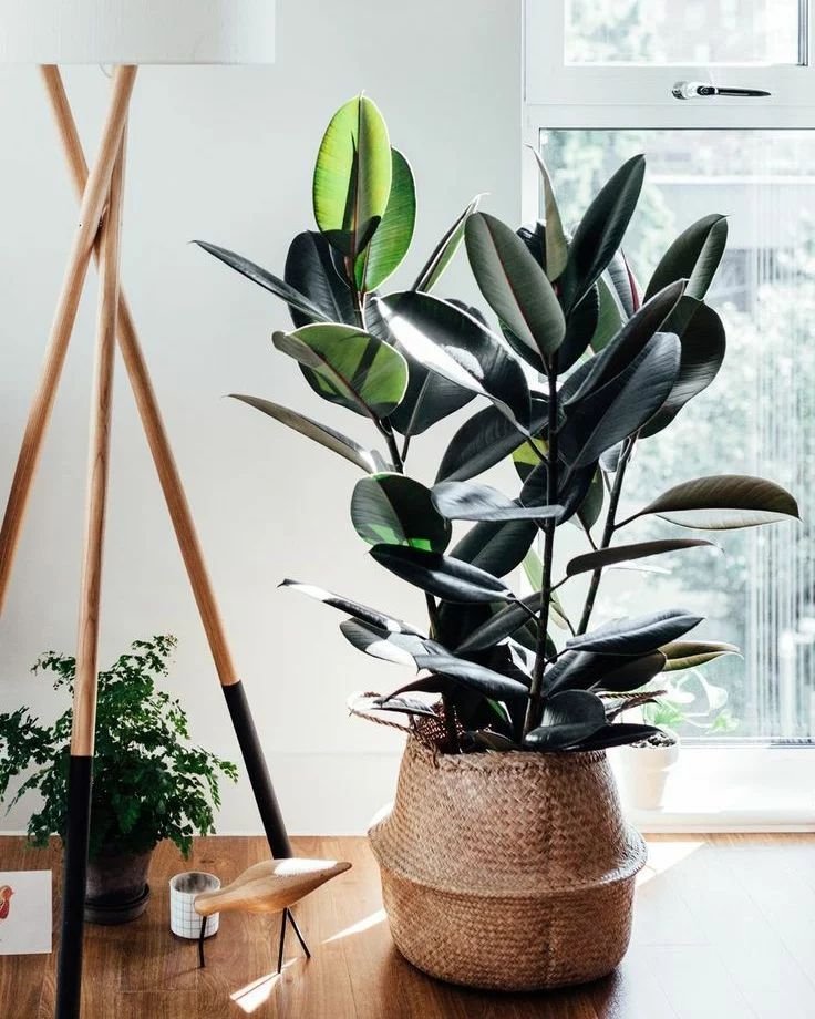 A large rubber plant in a woven basket pot, next to a window and a wooden floor lamp, in a sunny Bohemian-inspired room.